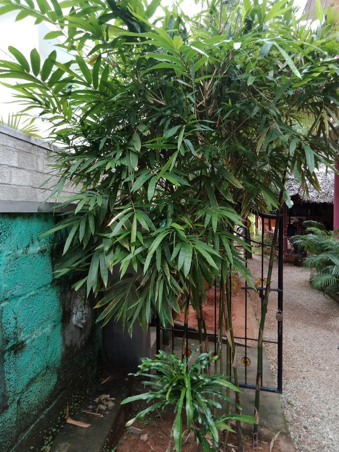 Отель Mango Palace Варкала Экстерьер фото